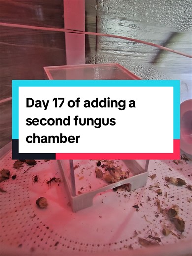 DAY 17 of adding a second fungus chamber. I have add a smaller cover and turned the LED to red. I will give it a couple of days and maybe add some fungus and see what happens. The scouts are still in there. acromyrmex octospinosus, leafcutter ants, formicariums #ants #antsuk #antfarm #antkeeper #antsoftiktok