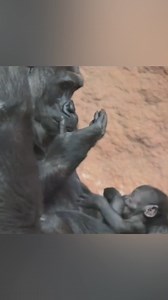 6M views · 263K reactions | Baby Gorilla Heartwarming Moments With His Family 殺轢 #gorilla #viralreelsシ #playtime #Amazing #family #babygorilla #loveyou | Gorilla Channel | Facebook