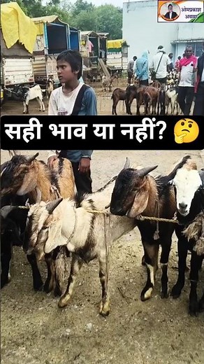 Basna Market Ground Reality 🐐 | बकरा–बकरी का सही भाव?