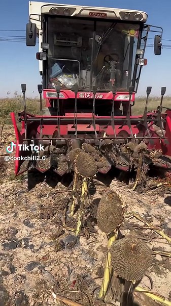 Sunflower Seed Crunch Time! #SunflowerSeeds #SnackTime #CrunchyBites #FreshSeeds #tastysnack
