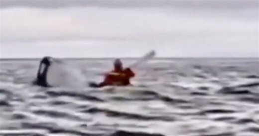Man 'swallowed' by whale is similar to other humpback encounters