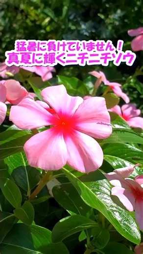 猛暑に負けていません！真夏に輝くニチニチソウ #ニチニチソウ