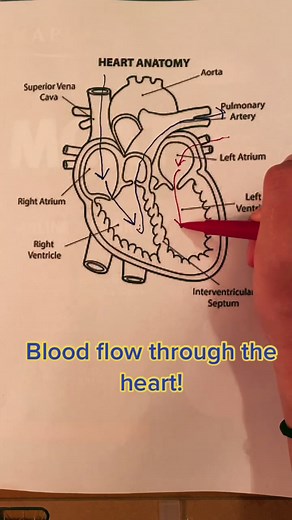 Understanding Circulation in the Human Heart