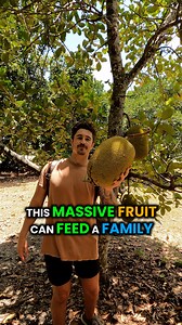 291 reactions · 34 shares | Have you ever heard of the Jack Fruit...