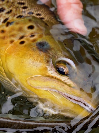 Exciting Fly Fishing Adventure: Catching a Big Fish in the River!