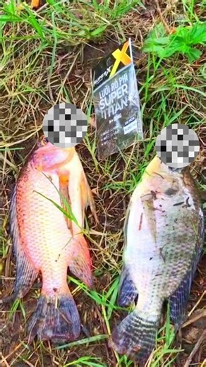 Super Titan Tilapia Hooks – Touch and You’re Hooked | Camping with Lan