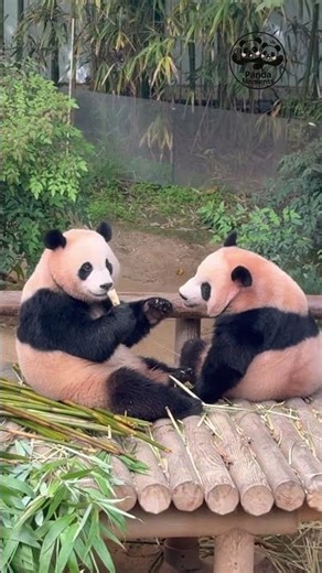 Adorable Panda Back View! 🐼💕👀 #shorts