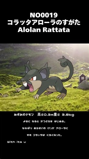 ポケモン図鑑NO0019 コラッタアローラのすがた| Alolan Rattata