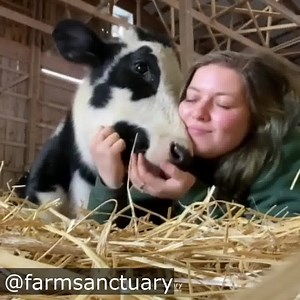 Just a few clips of adorable rescued animals from some sanctuaries we love cuddling their rescuers and/or sanctuary volunteers! If you are able please support and/or volunteer at an animal sanctuary near you. They need your help now more than ever! #animalsanctuary #sanctuarylife #cuteanimals #hugs #love Sanctuaries featured in these clips: Black Goat Sanctuary: https://blackgoatfarm.com​ Rancho Relaxo: https://ranchorelaxonj.org​ Farm Sanctuary: https://farmsanctuary.org​ Wildwood Farm Sanctuar