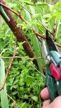 Raspberry bush: Here's how to prune it properly and maximize your harvest! #raspberrybush