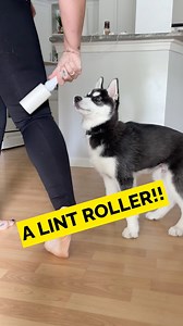 84K views · 10K reactions | mesmerized by a lint roller  #doglover #siberianhusky #huskysiberiano #huskymix #huskylovers #huskyworld #doglovers #dogstagram #huskyofinstagram #huskydog #huskiesofinstagram #huskylove #huskylife #huskynation #huskygram #dogoftheday #dogsofinstagram #instadog #huskypuppy #doglife #huskylover #dogs #pet #dog | The Husky Moon | Facebook