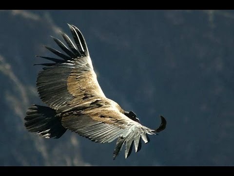 Daniel Alomía Robles - El Cóndor Pasa (El Cañón del Colca)