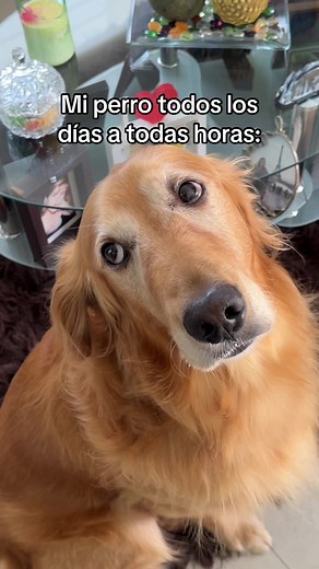 Mi perro todos los días a todas horas