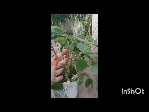 Ma Perati Chikkudu chettu