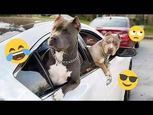 Try Not To Laugh 🤣 Most Watched Funny Dog Videos Compilation 🐶 #28