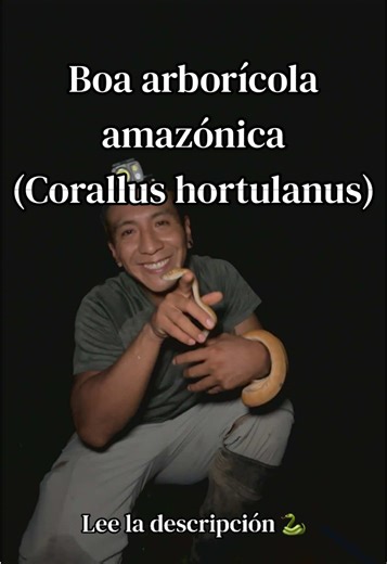 Corallus hortulana, o boa arbóricola Amazónica , es una especie de boa que NO es venenosa y se distribuye en gran parte de la selva amazónica, conocida por su increíble variedad de colores y patrones, que van desde marrones apagados hasta rojos, naranjas y amarillos vibrantes. Esta serpiente arbórea es nocturna, caza por constricción para lo cual está prevista de unos “sensores” térmicos ubicados en su labio superior con los cuales puede percibir el calor y de esta manera tener una “visión térmi