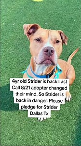 4yr old Strider is back Last Call 8/21 adopter changed their mind. So Strider is back in