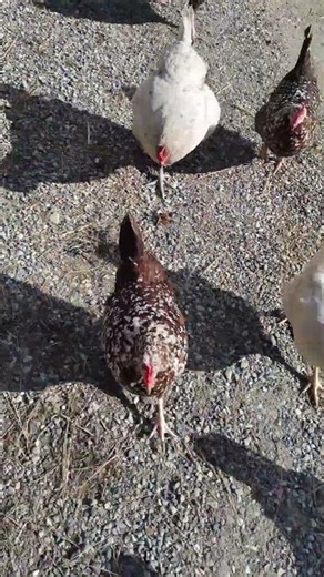 Literally Can't Go Anywhere Without My Chicken Squad 🐔 #shorts #funny #chickens