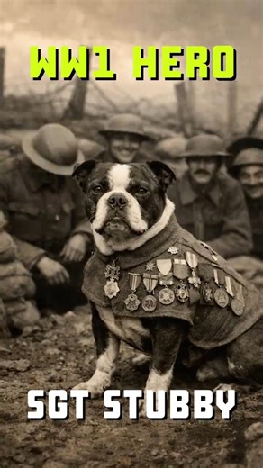 WW1 Hero: SGT Stubby #ww1history #sergeantstubby #worldwar1 #wwI #ww1