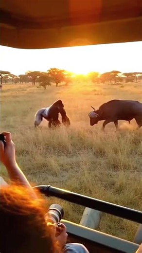 Buffalo vs Gorilla 🦍 | Wildlife Moment 🤯
