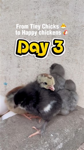 From Day‑Old Chicks to Almost Full‑Grown Hens — 70 Days of Growth!