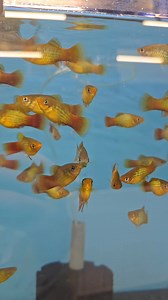 2.1K views · 20 reactions | Variatus platys are a fantastic choice for either tropical or coldwater tanks! They are bright, colourful and active fish for your tank. #platy #livebearer #fish #tropicalfish #aquariumfish #pet #petfish #petshop #aquariumshop #fishshop #tropicalfish | Premier aquatics ltd | Facebook