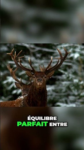 Le Cerf: Symbole de Force et Beauté | Documentaire Animalier #cerf #cerfroyal #animauxsauvages