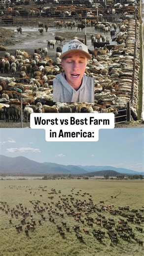 I just drove from the worst farm in America to the best, and the difference will make you rethink everything. Harris Ranch sits along the I-5 in Central California and is one of the largest feedlots in the country. The conditions look so bad that many people have nicknamed it Cowschwitz. This is the sad reality of conventional factory feedlots across the United States, where consumers in the grocery store are really just eating sick, obese animals due to excessive grain finishing practices. But 