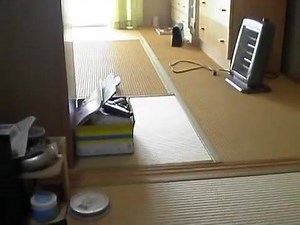 11M views · 228K reactions | My mum wouldn't let me have a bird, so she got me a dog instead 珞 | Animals Air Land and Sea | Facebook