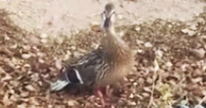 Duck Won’t Stop Quacking At Man During Walk— Then He Realizes The Bird Needs His Help