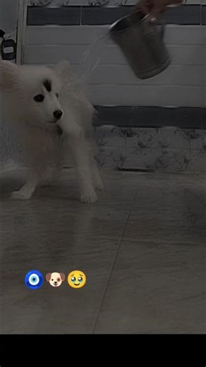 घूमने ले जाने के बहाने लड्डू कहां चली गई 🤭😀ap sab dekhoa😆#youtube #laddu #dogshorts #sweetdogs