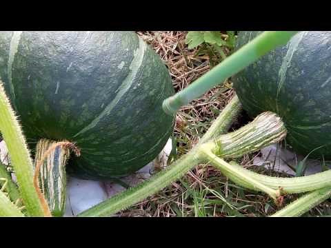 カボチャ収穫時期の見分け方