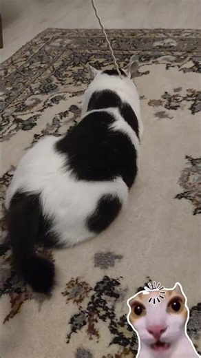 This Cat Is Obsessed With a String 😂🐾 #cat #funnycat #catplay #catshorts#youtubeshorts #cute #pets