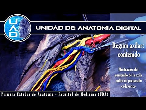 Axillary region: contents - Digital Anatomy Unit - First Chair of Anatomy - FMed - UBA