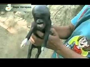 amazing unbelievable footage piglet born with a human head in Guatemala!!WTF!!I Its a little alien