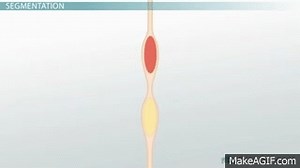 Movement Through the Small Intestine: Peristalsis, Segmentation & Pendular Movement on Make a GIF