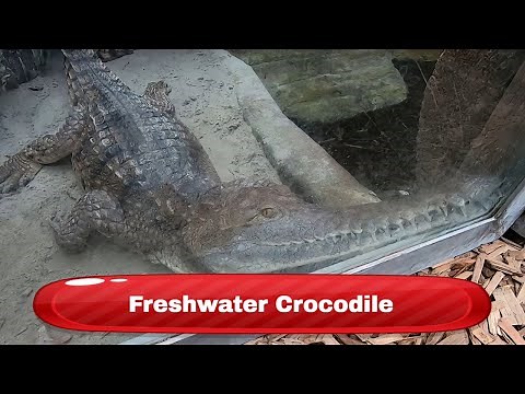 Freshwater Crocodile - Krokodille Zoo Denmark