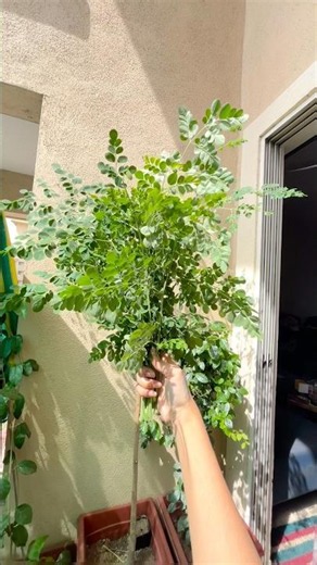 Pruning my Moringa Tree #Shorts #Moringa #Pruning #Gardening #BalconyGarden #OrganicGardening