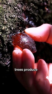 This Is Peach Gum 🍑 A Sticky Resin Produced by Peach Trees When Stressed or Wounded 🌳 #NatureFacts #PeachGum | Seethee