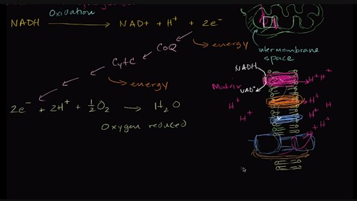 Oxidative phosphorylation and the electron transport chain