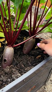 9.1K views · 307 reactions | Czas na zbiór buraków  jak zwykle nasiona z naszego sklepu ☝️ Klasyczne, które wysiewamy co rok:  Burak ćwikłowy podliczmy  Burak czerwona kula Nowości w tym roku:  Burak pomarańczowy - Baldor  Burak dwukolorowy- Chioggio Beta  Polecam! www.ZielonePogotowie.pl | Zielone Pogotowie | Facebook