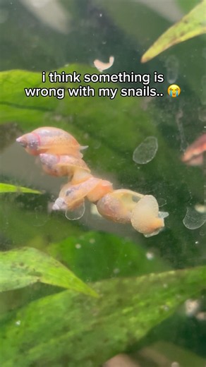 i think my snails are broken.. 💀