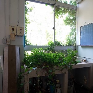 11K views · 846 reactions | Japan's Abandoned *Forgotten* Island | 10,000 People Disappeared | Steve Ronin | Facebook