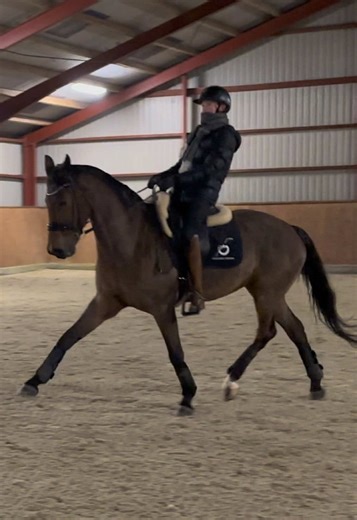Hard Work and Goals in Dressage Riding