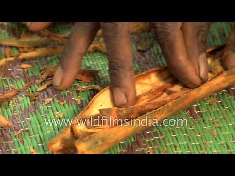 Cinnamon bring harvested and cured at a plantation in Sri Lanka