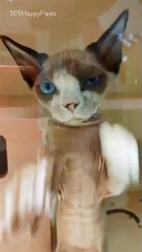 Boxing Kitten 🐱💥 The Cutest Little Fighter Ever! #FunnyCats #CuteKittens #AnimalShorts