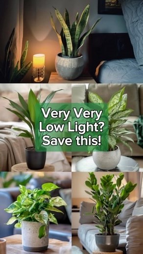 RootGrowings on Instagram: "5 Houseplants for Very Low Light 🌿 1. ZZ Plant: Thrives in low light and needs minimal water. 🌿💪 2. Snake Plant: Perfect for any lighting condition, very resilient. 🐍🌱 3. Chinese Evergreen: Beautiful foliage that thrives in low light. 🇨🇳🌿 4. Cast Iron Plant: Nearly indestructible and thrives in very low light. 💪🌿 5. Pothos: Ideal for dark corners, very forgiving. 🌱✨ #ZZPlant #SnakePlant #ChineseEvergreen #castironplant #Pothos"