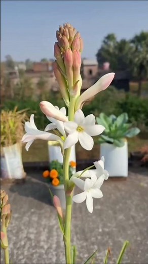 tuberose plant growing in bulbs.#tuberose#garden #floweringplant