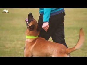 Heelwork training with Active Touch - presented by Mathias Dögel - working-dog.com