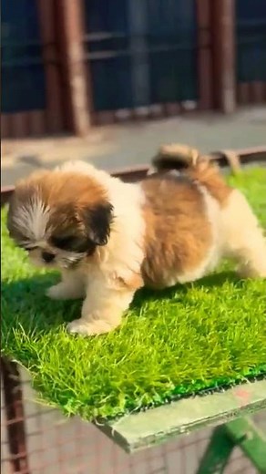 ShiTzu Puppy price in india 🐶 Playful • Loving • Family Friendly Rare Toy Dog Breed 📞 8810623046